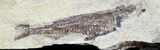 Fossil Fish (Gosiutichthys) Multiple Plate - Lake Gosiute #54970-2